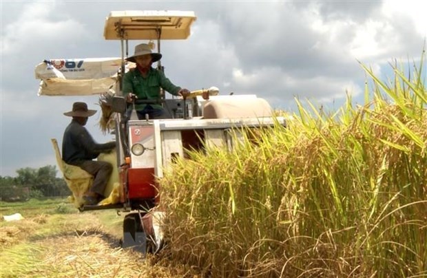 Giá lúa tại An Giang hôm nay có xu hướng giảm 100 - 200 đồng/kg