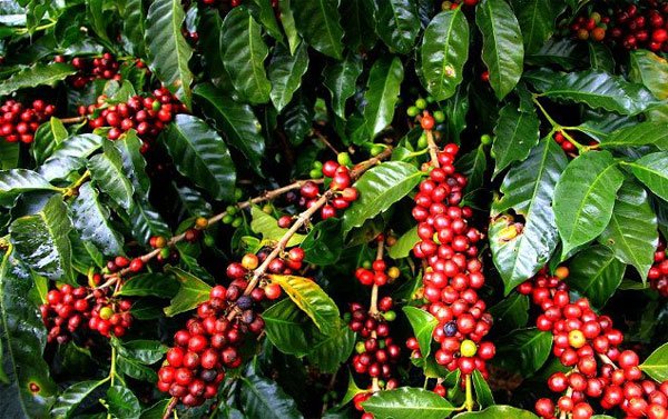 Giá cà phê hôm nay 8/12: Đảo chiều giảm mạnh cả hai sàn robusta và arabica
