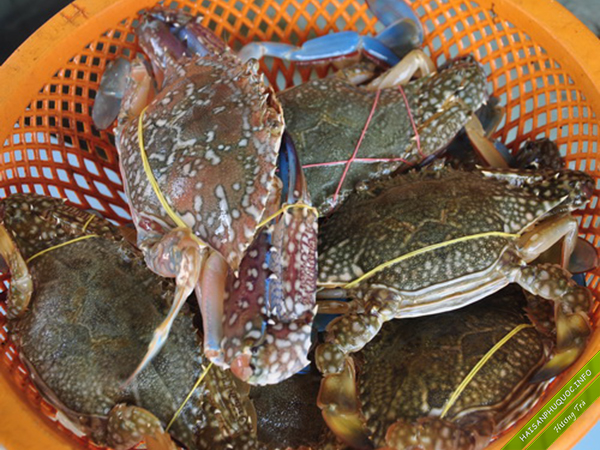 Giá các loại hải sản ở Phú Quốc như tôm, ghẹ, cá mú, ốc voi,... đều giảm mạnh so với trước dịch