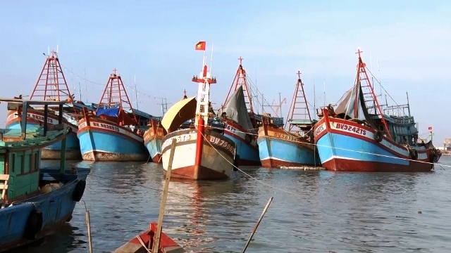 Hải sản rớt giá khiến nhiều tàu cá nằm bờ