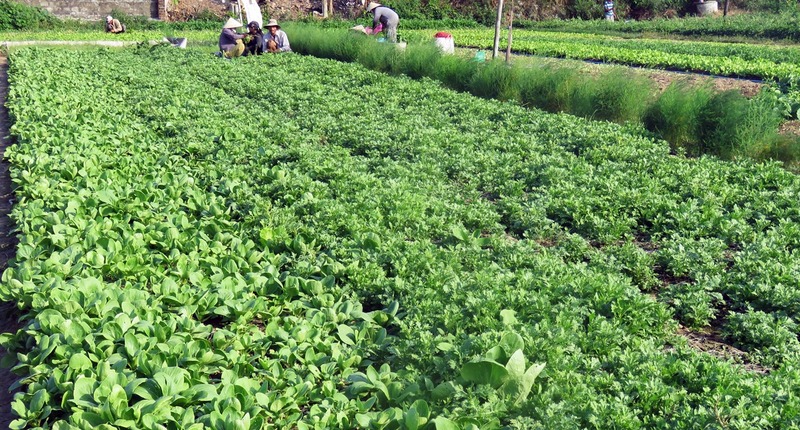 Hàng nghìn tấn rau đến kỳ thu hoạch ở Nghệ An bị tồn đọng