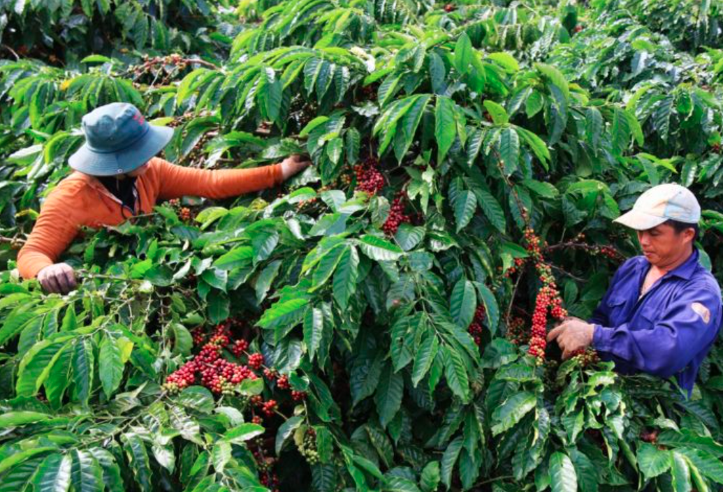 Lâm Đồng thiếu khoảng 50% lao động thu hoạch cà phê