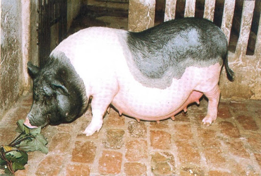 Đặc điểm của lợn Móng Cái