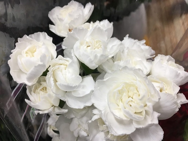 Hoa cẩm chướng trắng đại diện cho sự may mắn và tình yêu thuần khiết
