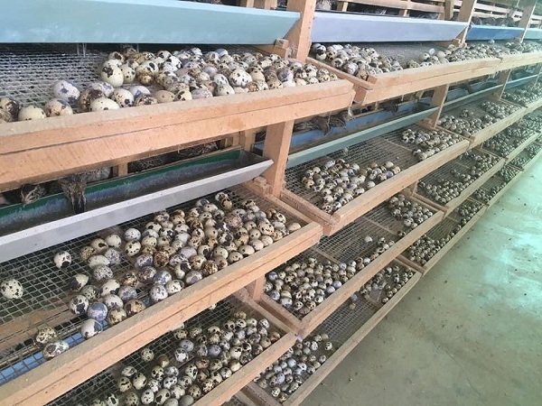 Nhiều trại chim cút không thể tiêu thụ trứng do chợ truyền thống đóng cửa
