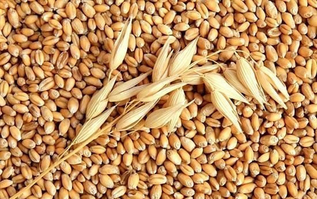 Giá ngũ cốc hôm nay 30/10: Lúa mì tăng khủng do thiếu nguồn cung 