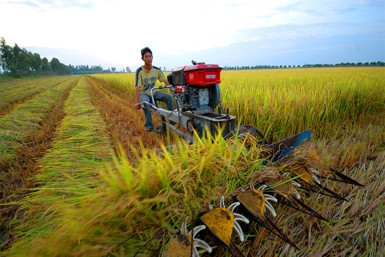 7 tháng của năm 2021 Việt Nam xuất khẩu được 3,492 triệu tấn gạo các loại, trị giá 1,888 tỷ USD, giá bình quân 540,68 USD/tấn