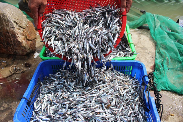 Ngư dân Hà Tĩnh trúng đậm cá cơm