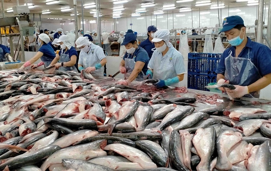 Xuất khẩu cá tra tăng mạnh, dự báo cán đích 1,5 tỷ USD