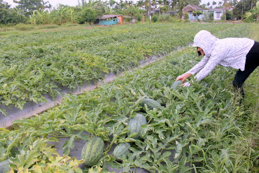 Nông dân trồng dưa hấu ở Tiền Giang phấn khởi vì được mùa được giá