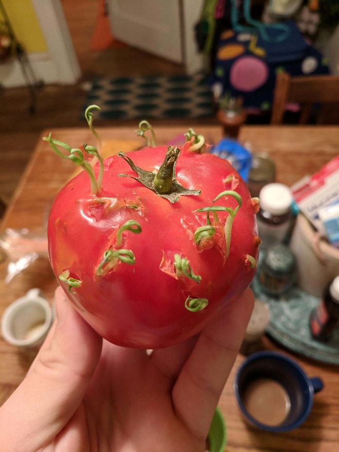 Đây là hình ảnh của quả cà chua.