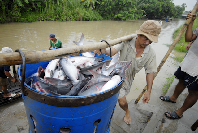 Đầu ra cá tra ở An Giang đang gặp nhiều khó khăn