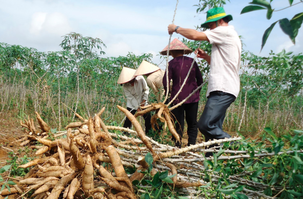 Thừa Thiên Huế lên phương án thu hoạch sắn trước mùa mưa lũ