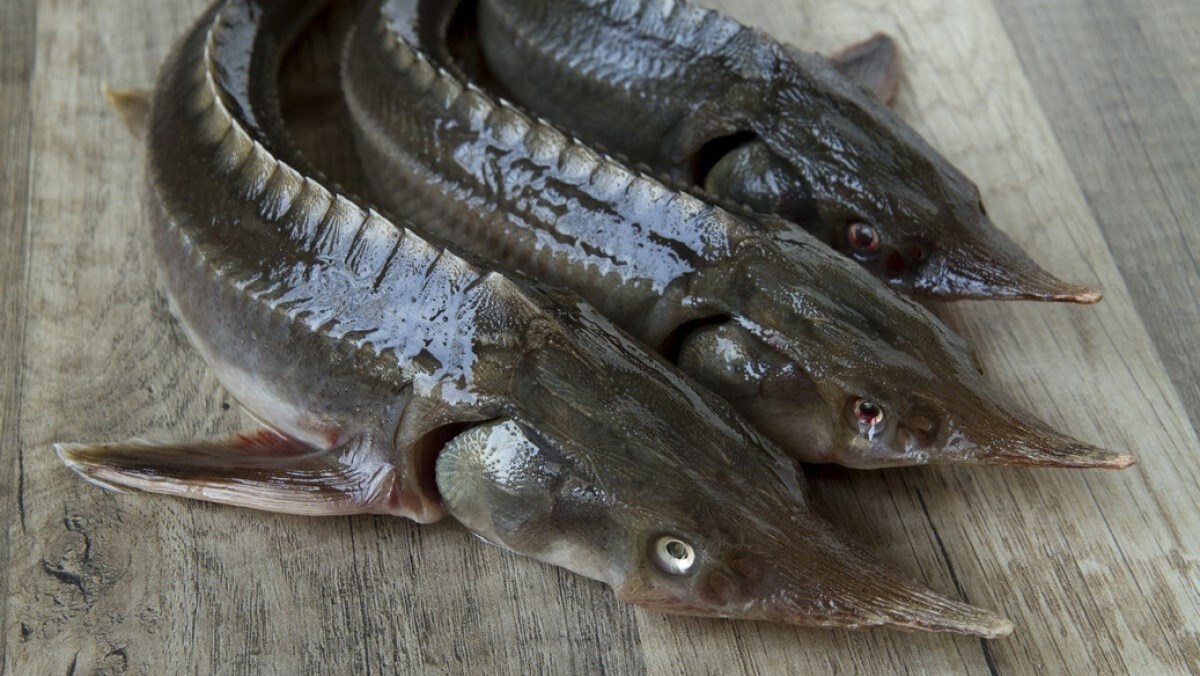 Cá Tầm Sapa giảm mạnh, người dân tranh thủ ăn ‘sang’ 