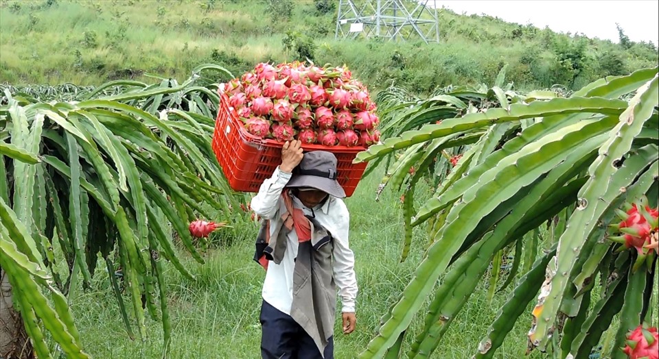 Thanh long Bình Thuận được bảo hộ tại Nhật Bản, cơ hội mới cho xuất khẩu