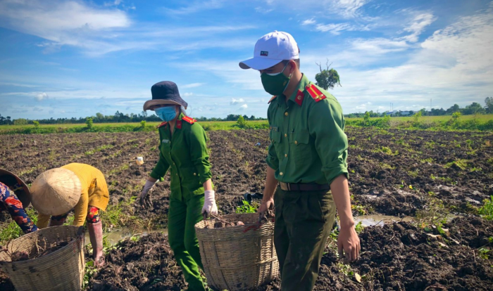 Công an huyện Giồng Riềng giúp dân tiêu thụ gần 180 tấn khoai lang
