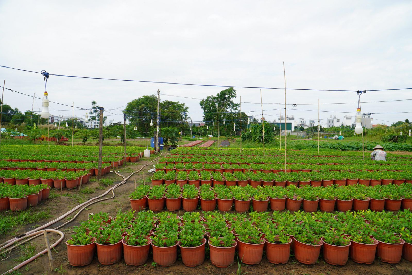 TP.HCM: Nhà vườn thấp thỏm lo đầu ra hoa Tết nguyên đán 2022