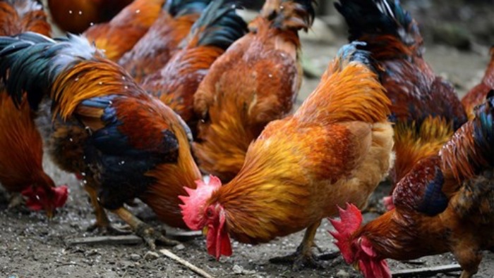 Nguy cơ thiếu hụt nguồn cung thịt gà dịp Tết Nguyên đán 2022