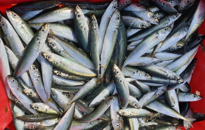 Ngư dân trúng lớn cá nục dù giá giảm 50% - Ảnh: Internet 