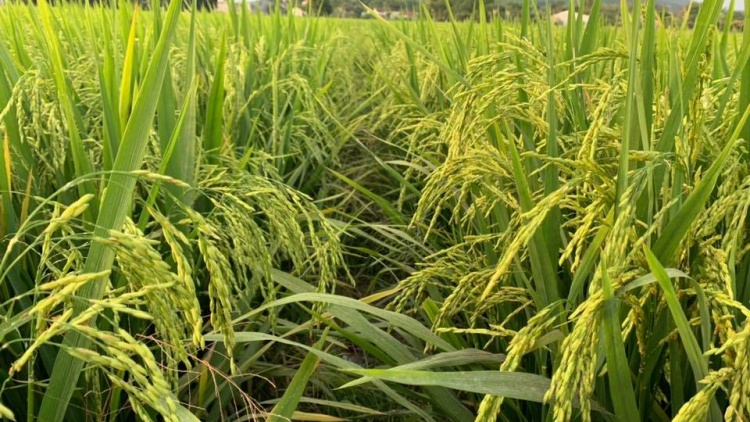 Nguy cơ thiếu hụt 50% lúa giống cho vụ Đông Xuân ở ĐBSCL
