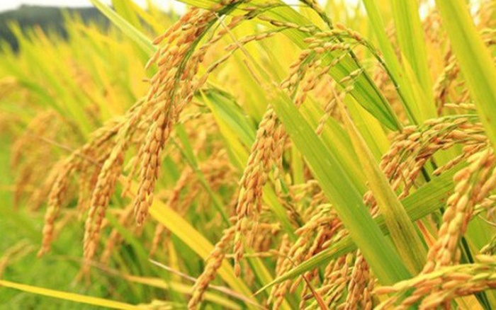 Giá lúa gạo hôm nay 5/9 thị trường giữ mức thấp - Ảnh: Internet 