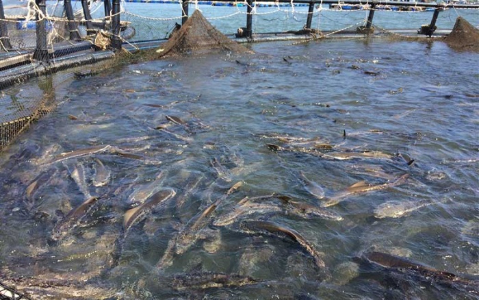 Làng nuôi cá bóp tồn đọng hàng trăm tấn cá - Ảnh: Internet 