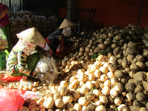Nông dân Bến Tre bị tồn đọng hàng nghìn tấn củ đậu (củ sắn) do dịch bệnh