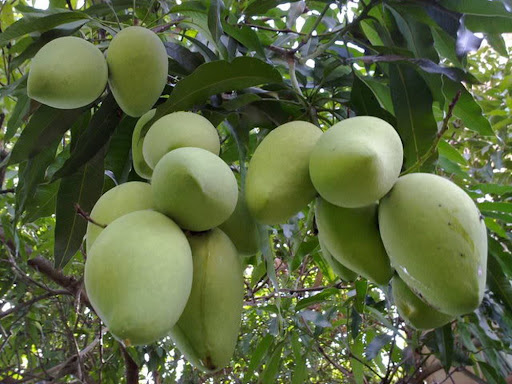 Trong thời gian tới, sản lượng trái cây được thu hoạch tại An Giang tiếp tục tăng cao