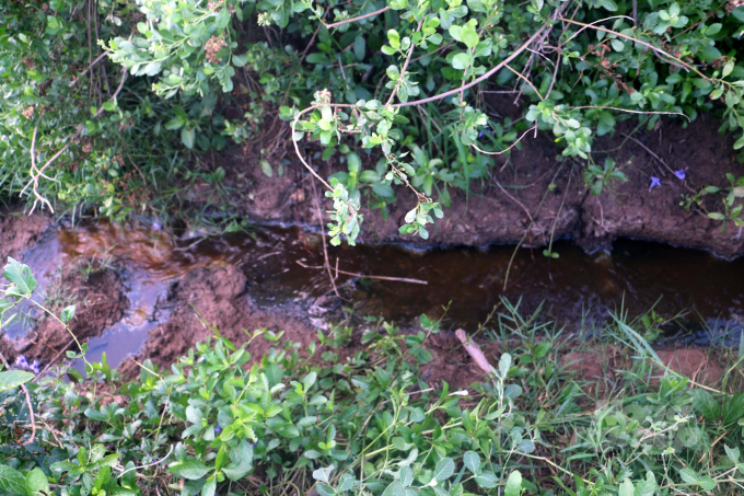 Nước phân lợn chảy từ một trại chăn nuôi trên địa bàn xã Nga Thủy ra con mương sát đê sông Lèn. Ảnh: Võ Dũng.