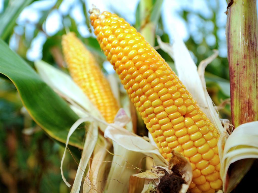 Giá ngũ cốc hôm nay 31/10: Ngô và lúa mì tăng mạnh; đậu tương giảm 