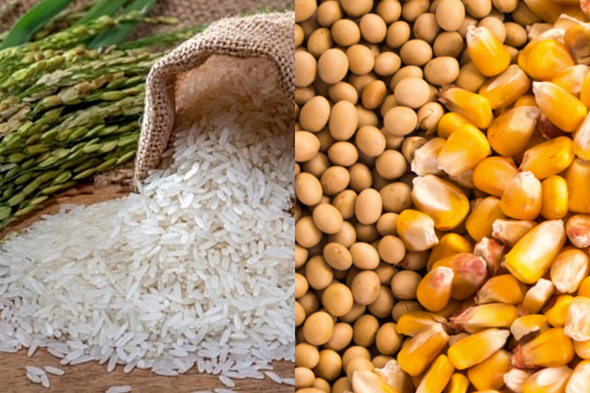 Giá nông sản hôm nay 4/12: Giá ca cao, lúa gạo tăng mạnh 