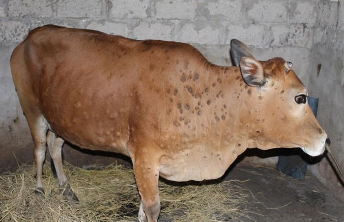 Việc triển khai tiêm phòng vắc-xin phòng dịch viêm da nổi cục trên bò bị ảnh hưởng do giãn cách xã hội