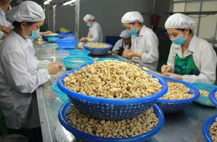 Việt Nam chiếm 99% thị phần xuất khẩu điều của Campuchia