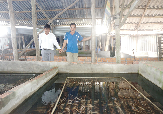 Nhiều năm qua, Vĩnh Long đã có nhiều chính sách, dự án để phát triển ngành nuôi lươn
