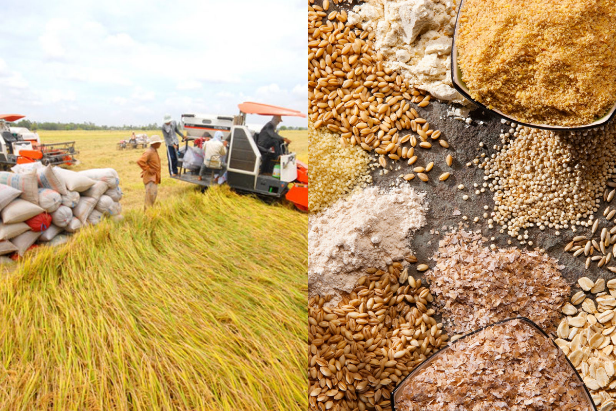 Giá nông sản hôm nay 15/4: Giá lúa gạo, ngũ cốc tăng mạnh 