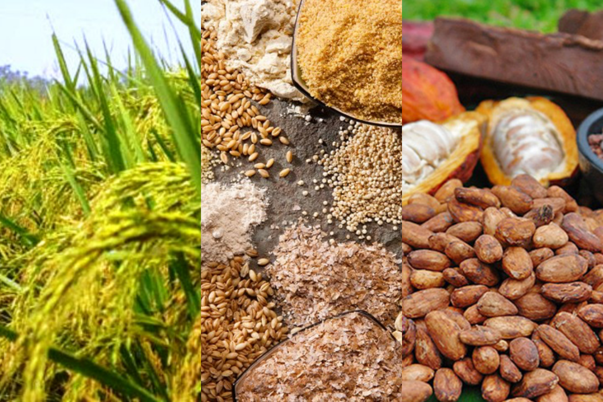 Giá nông sản hôm nay 12/1: Giá lúa, ngũ cốc giảm; ca cao tăng 