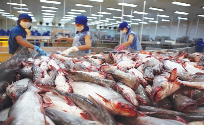 Xuất khẩu cá tra sang thị trường ASEAN giảm, dự báo chưa thể phục hồi