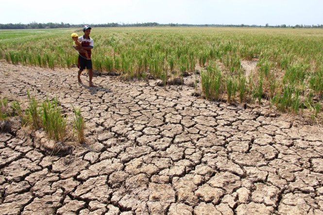 Vụ lúa Hè Thu ở Bình Định bị ảnh hưởng nặng do hạn hán, nhiều hộ không thể sản xuất vì không đủ nước