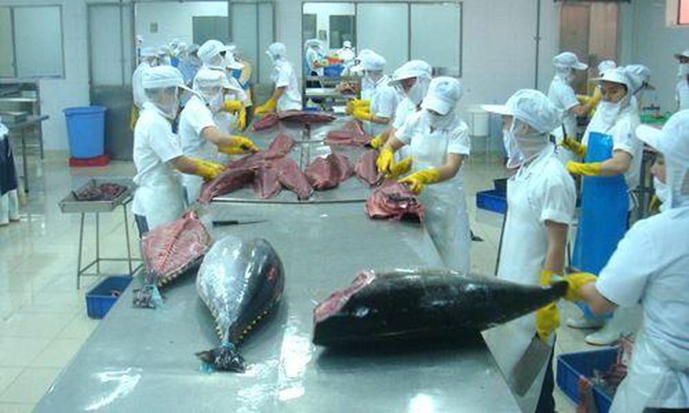 Việt Nam trở thành nguồn cung cá ngừ lớn nhất cho Israel