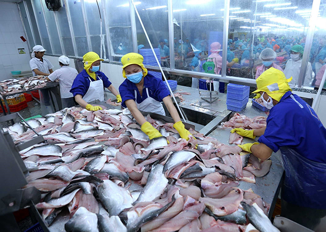 Sản lượng cá tra xuất khẩu sang Trung Quốc giảm trong 7 tháng qua