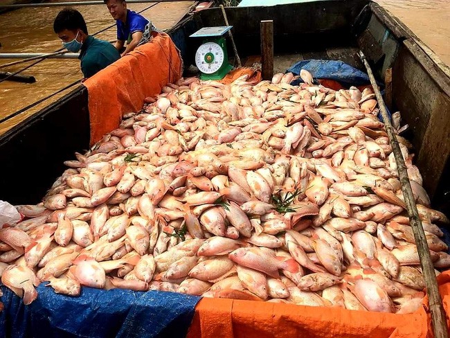 Gần 1.000 tấn cá bè trên sông Đồng Nai chết trắng, người dân bán tháo 